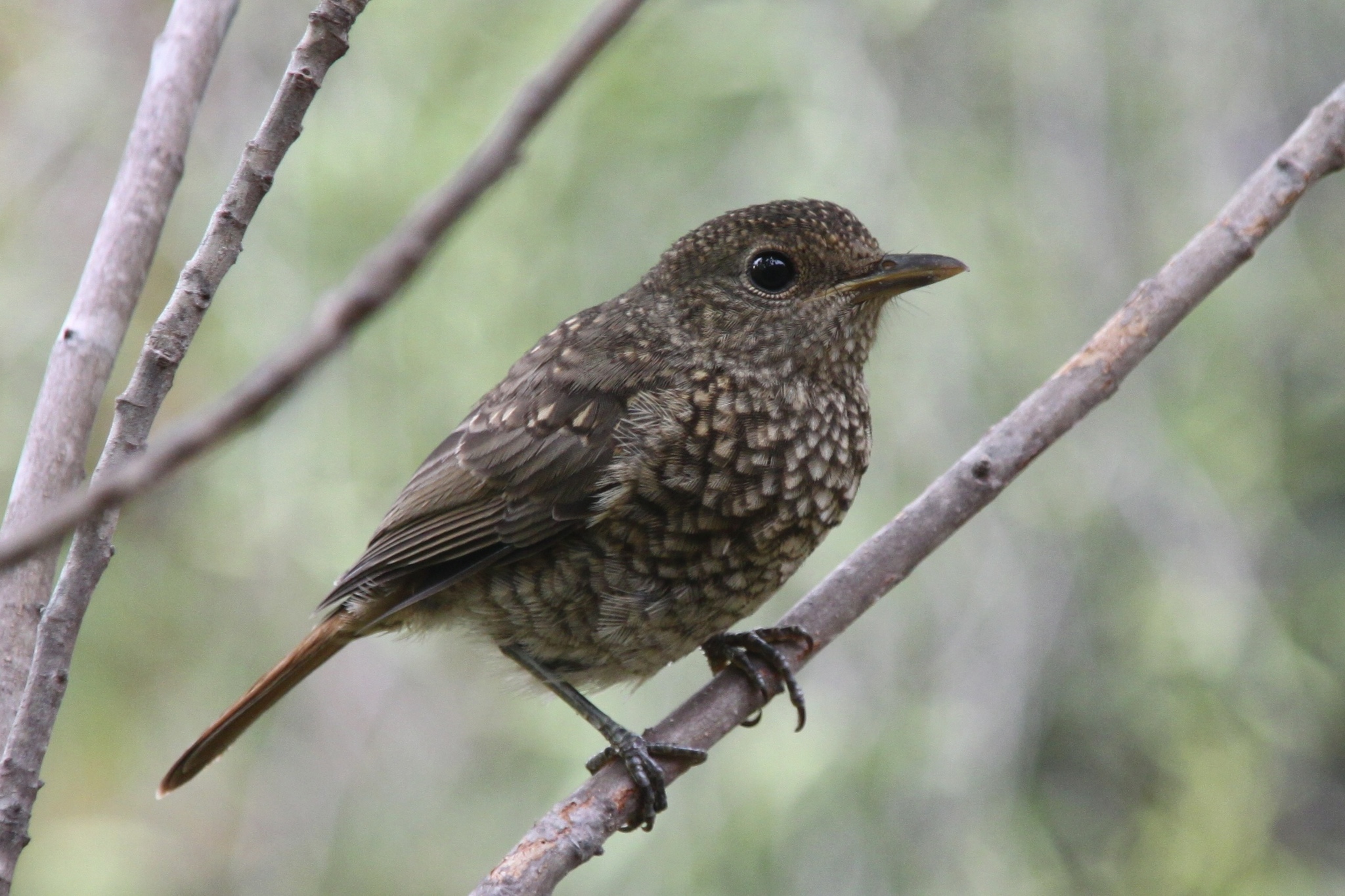 Forest Rock Thrush illustration