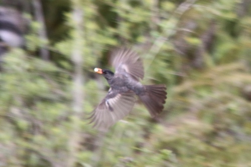 Malagasy Bulbul (Hypsipetes madagascariensis), photo 10