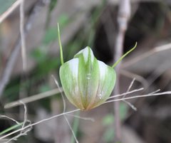 Pterostylis baptistii