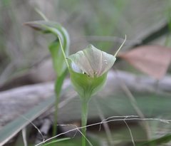 Pterostylis baptistii