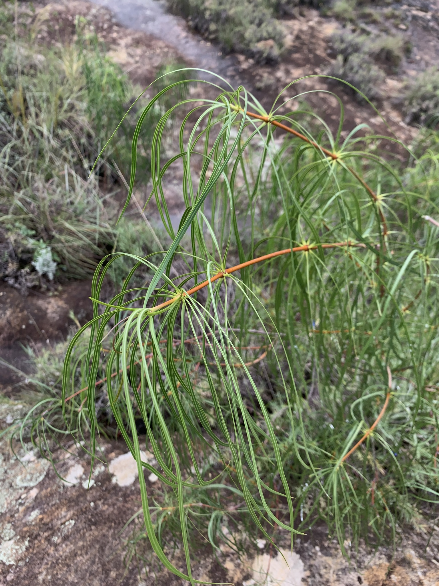 Ischnolepis graminifolia (Costantin & Gallaud) Klack.