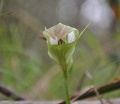 Pterostylis baptistii