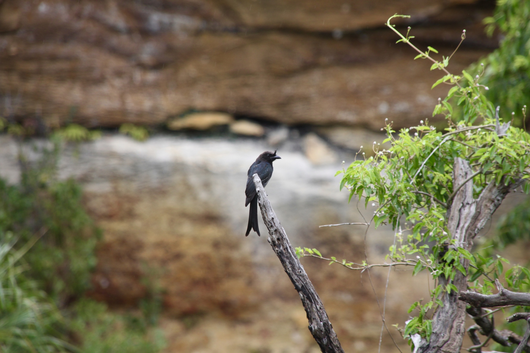 Crested Drongo illustration