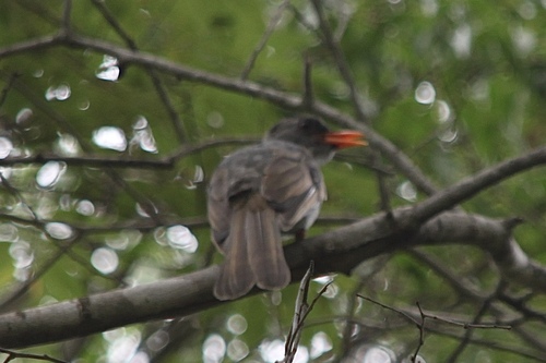 Malagasy Bulbul (Hypsipetes madagascariensis), photo 8