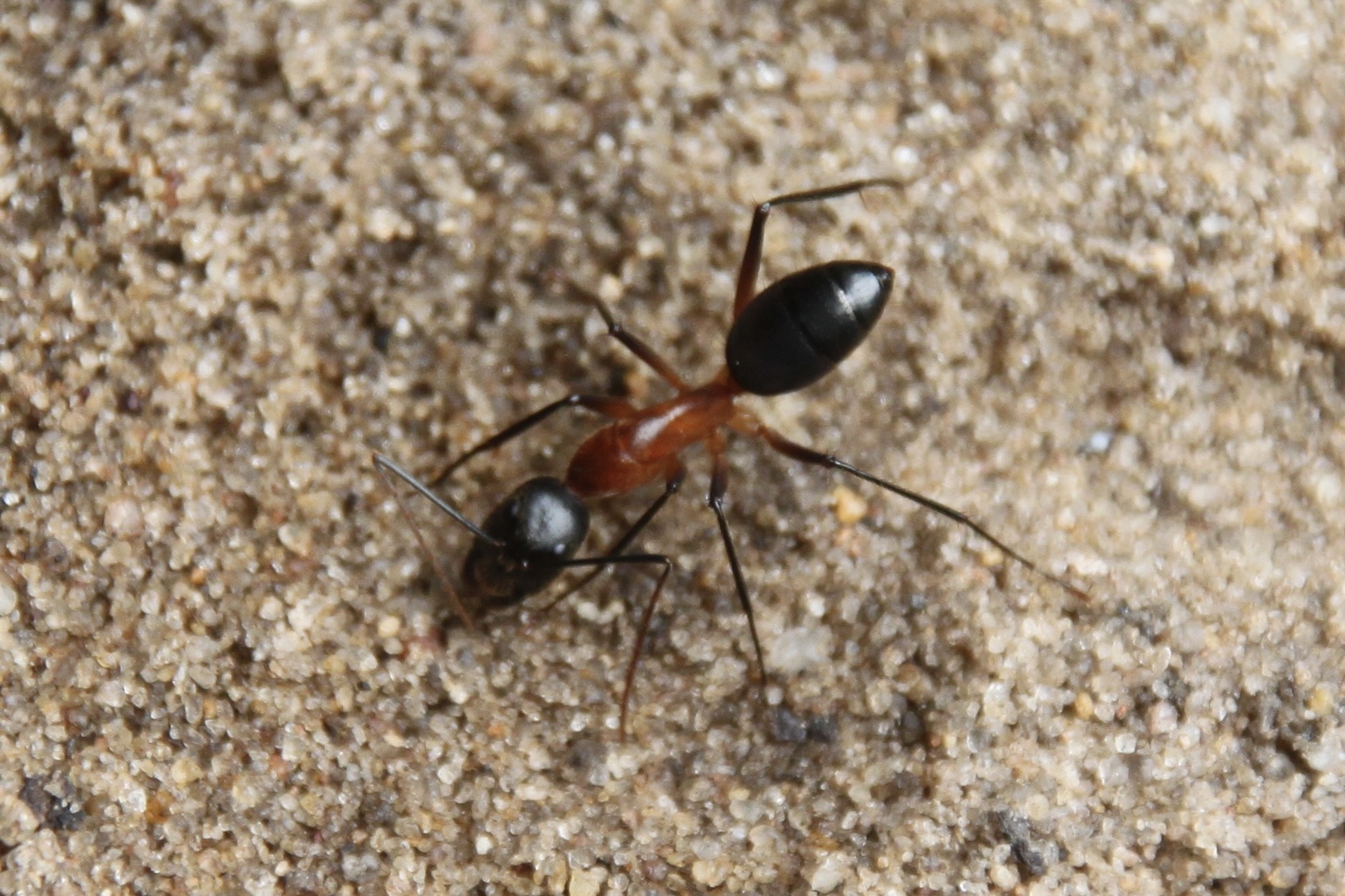 Camponotus roeseli