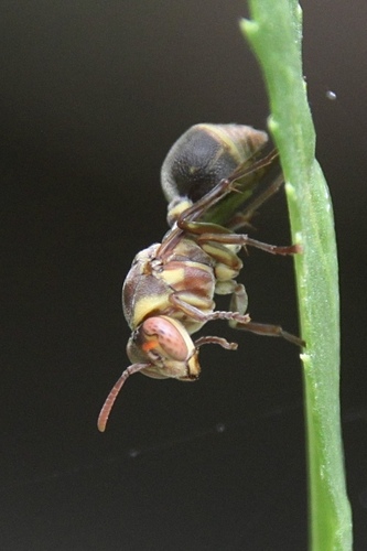 Ropalidia galimatia