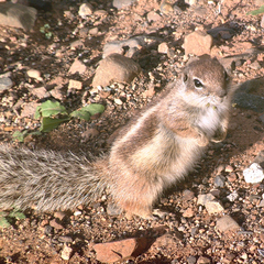 Atlantoxerus getulus