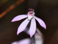 Caladenia fuscata