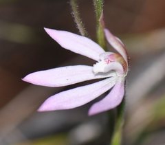 Caladenia fuscata