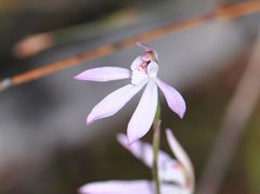 Caladenia fuscata