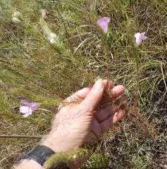 Agalinis densiflora