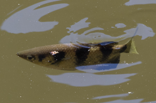 Kimberley archerfish (Toxotes kimberleyensis) — Toxotidae