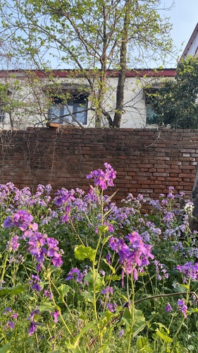 Chinese Violet Cress