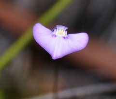 Utricularia uniflora