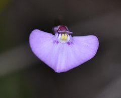 Utricularia uniflora