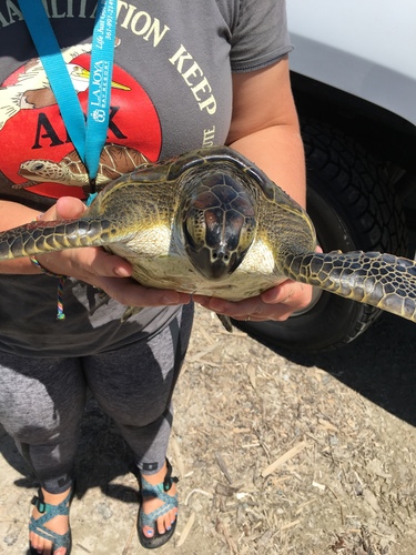 Green Sea Turtle photographed in Texas