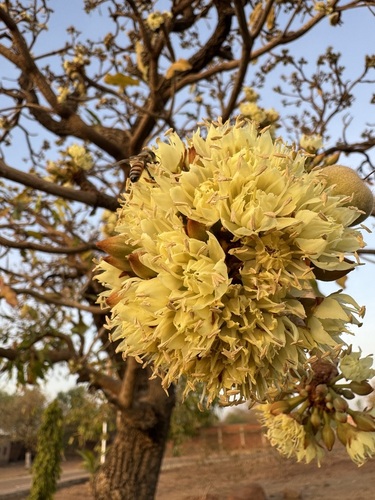 Shea Tree
