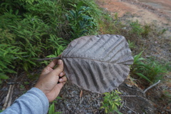 Dipterocarpus confertus