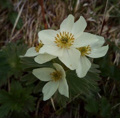 Anemonastrum villosissimum