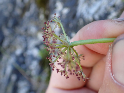 Image of Gingidia montana by (c) Benjamin Lavin, some rights reserved (CC BY)