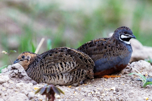 Blue-breasted Quail