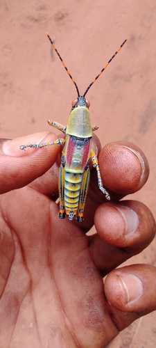 Elegant grasshopper