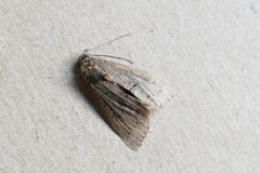 Catabena lineolata