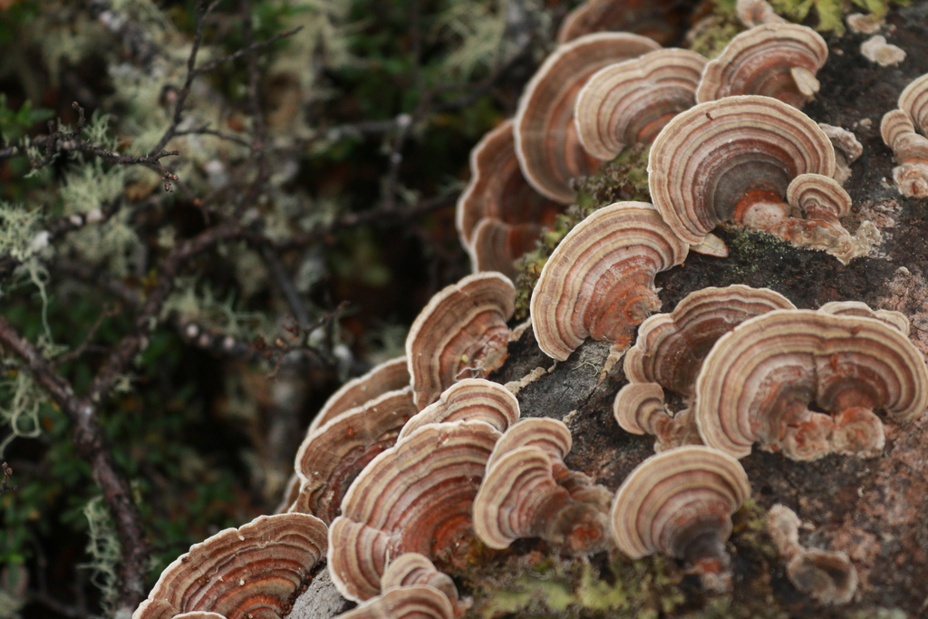 Trametes versicolor · March 2025 · photo: © jupal04 (iNaturalist, cc-by)