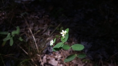 Euphorbia pubentissima