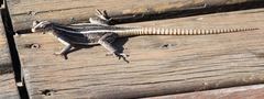 Platysaurus