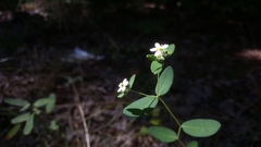 Euphorbia pubentissima