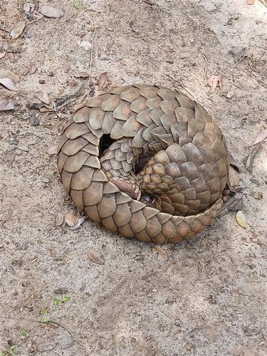 Thick-tailed Pangolin