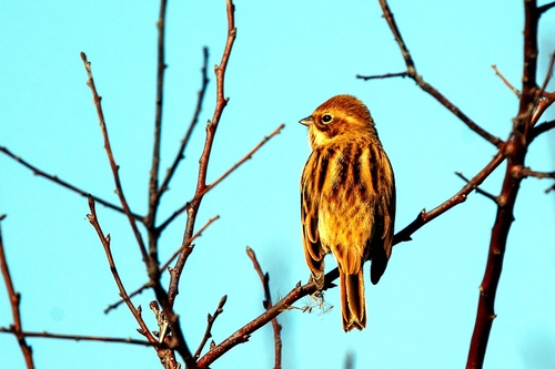 Pallas's Bunting