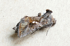 Autographa precationis