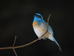Cyornis turcosus