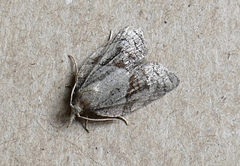 Platynota idaeusalis