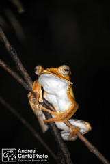 Polypedates otilophus