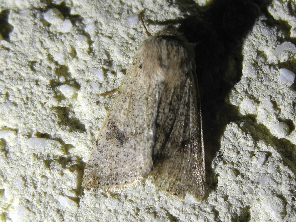 Perigrapha rorida