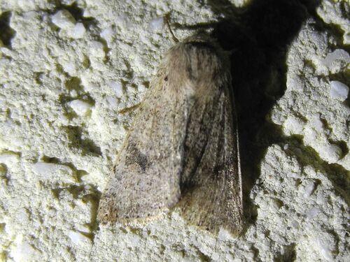 Perigrapha rorida