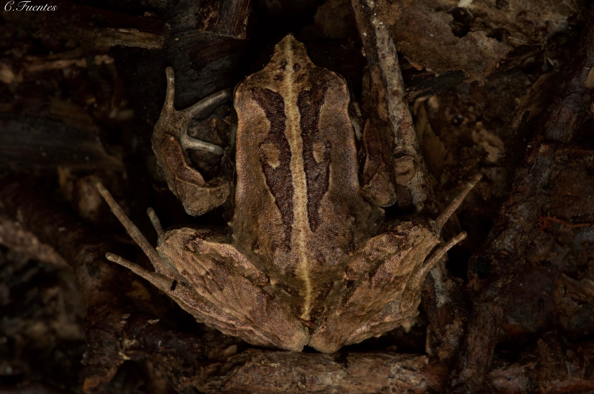 Eupsophus calcaratus (Günther, 1881)