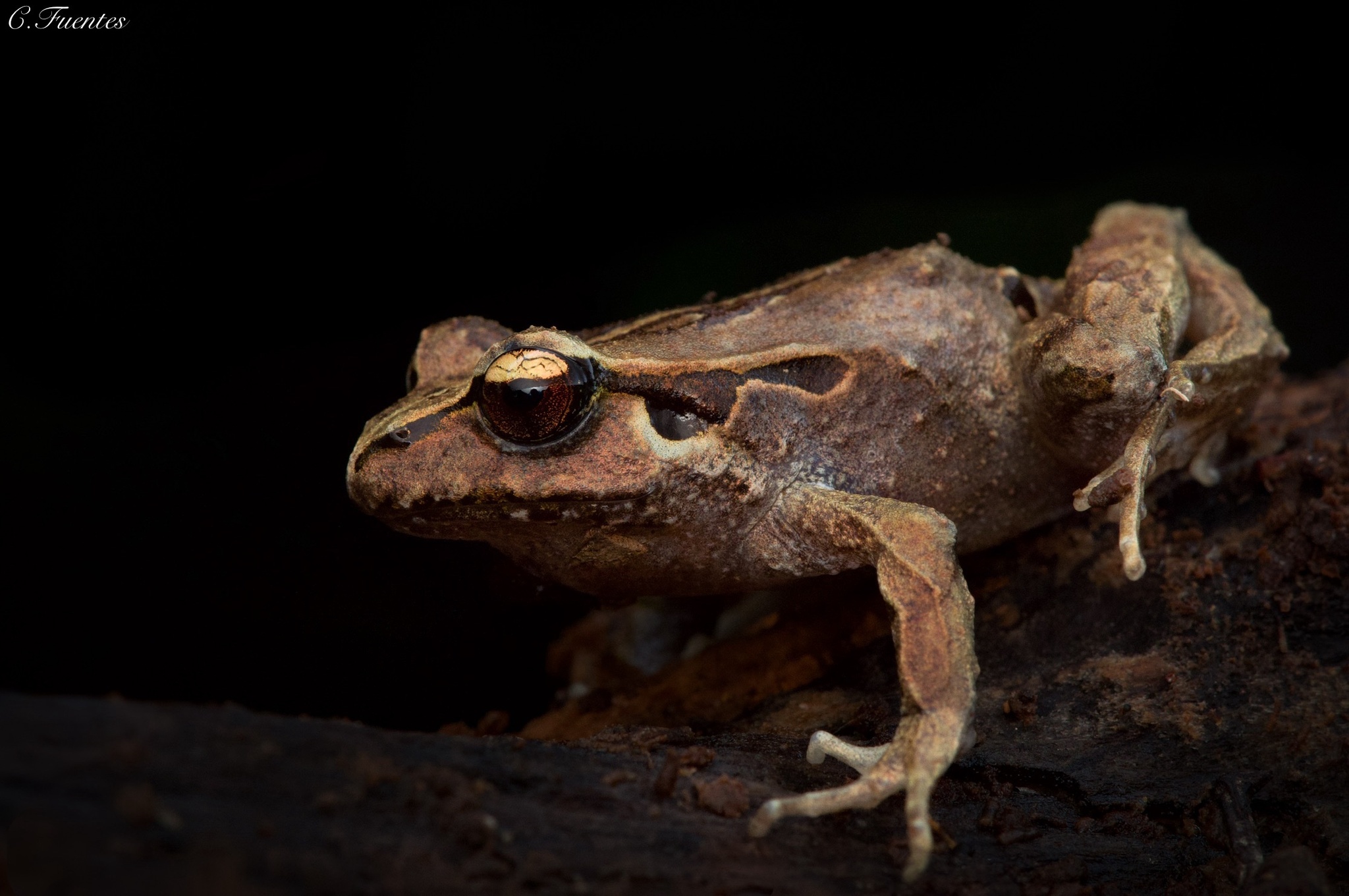 Eupsophus calcaratus (Günther, 1881)