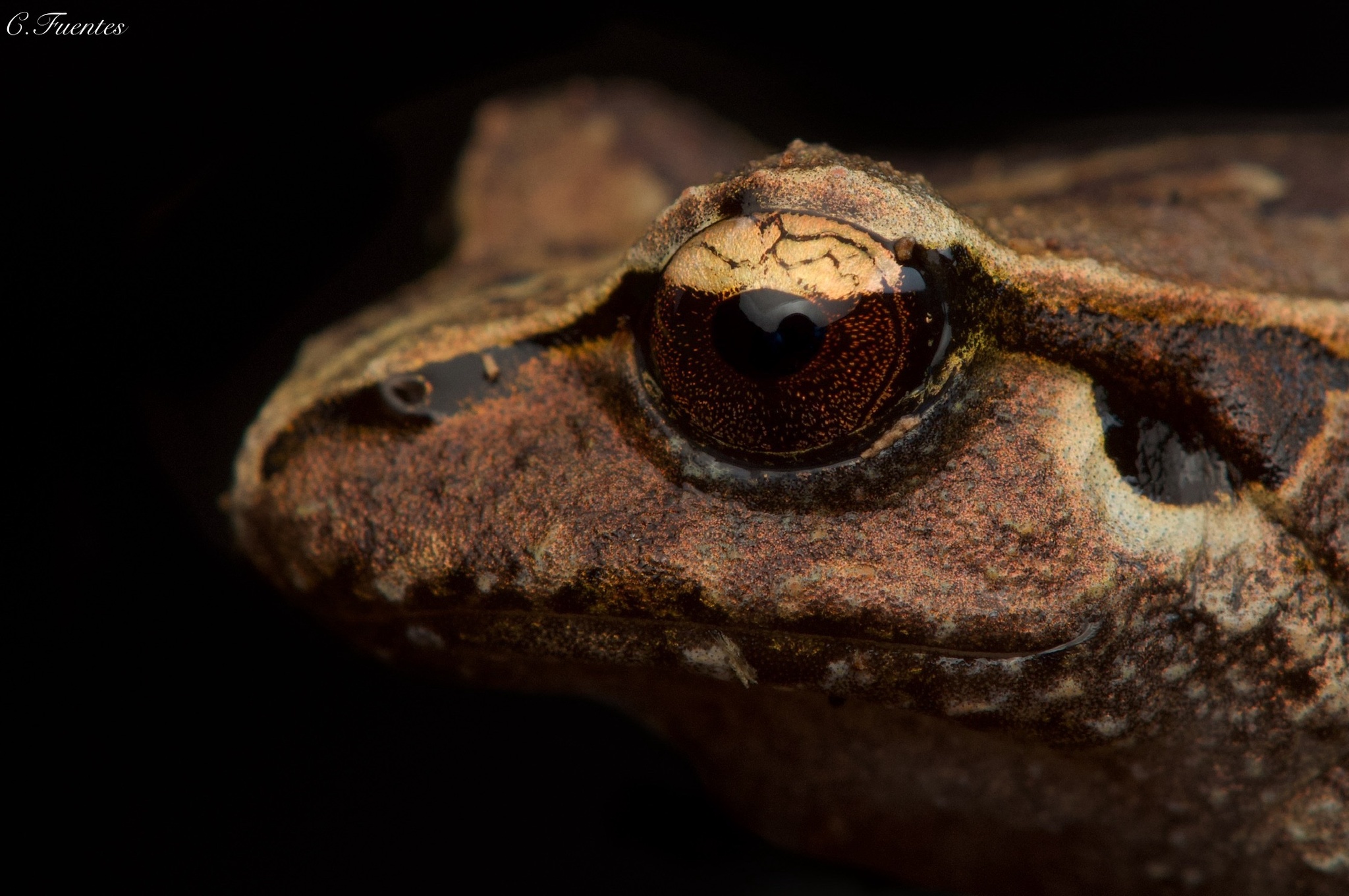 Eupsophus calcaratus (Günther, 1881)