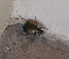 Calosoma oceanicum