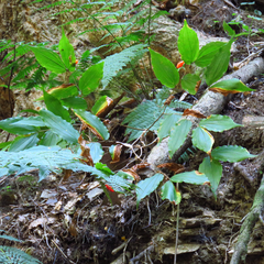 Prosartes lanuginosa