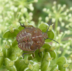 Carpocoris melanocerus