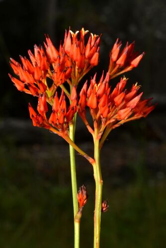 Haemodoraceae