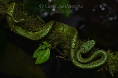 Bothriechis nigroviridis