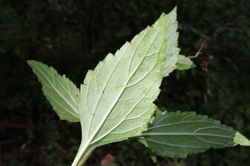 Image of Adenostemma lavenia by (c) Thomas Mesaglio, some rights reserved (CC BY)