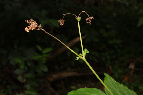 Image of Adenostemma lavenia by (c) Thomas Mesaglio, some rights reserved (CC BY)
