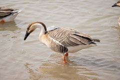 Swan Goose photo 2